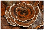 Turkeytail 2